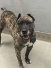 adoptable Dog in  named GOTTIE
