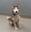 adoptable Dog in  named *LOVE-A-LOT BEAR