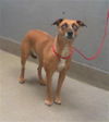 adoptable Dog in  named STORMIE