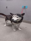 adoptable Dog in  named BINGO