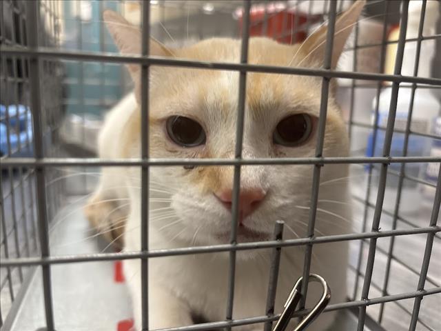 adoptable Cat in Las Vegas, NV named *MUFASA