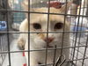 adoptable Cat in , NV named *MUFASA