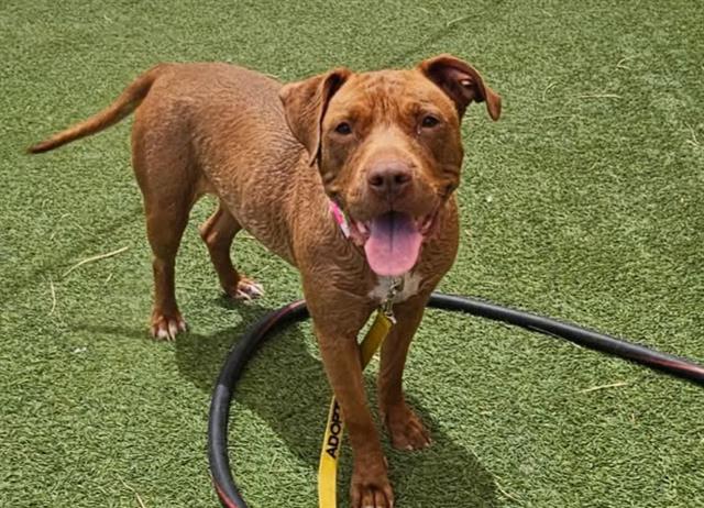 adoptable Dog in Las Vegas, NV named LADY