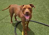 adoptable Dog in  named LADY