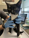 adoptable Cat in , NV named *TAMALE