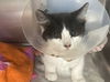 adoptable Cat in , NV named *TOTOPO