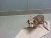adoptable Dog in  named *WESTON