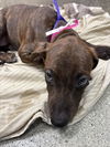 adoptable Dog in , NV named *NANCY