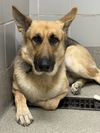 adoptable Dog in , NV named *ZOOLANDER