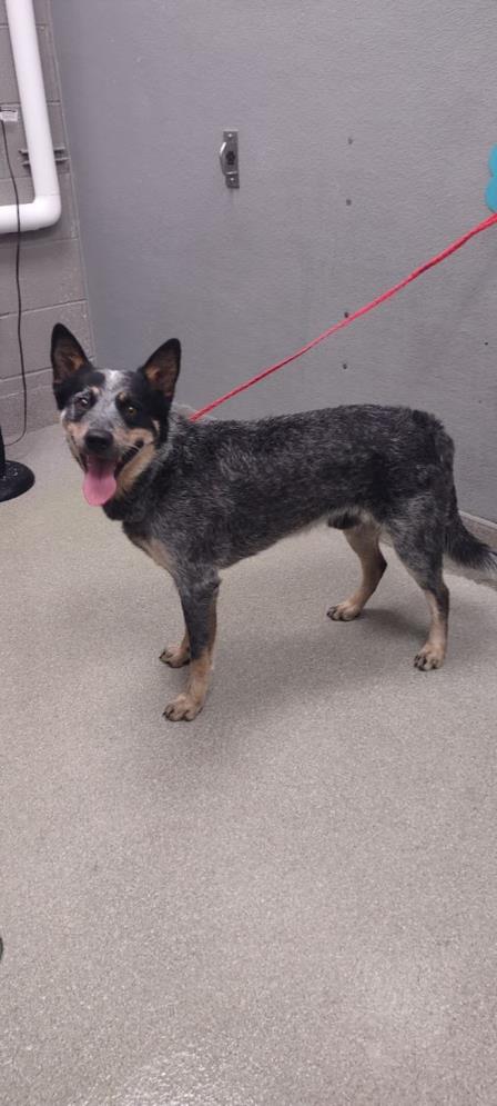 adoptable Dog in Las Vegas, NV named *REGGIE