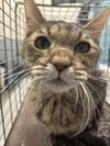 adoptable Cat in , NV named *CHEESE