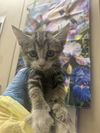 adoptable Cat in  named *CREW SOX