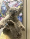 adoptable Cat in  named *LUANA