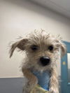 adoptable Dog in  named *DONUT