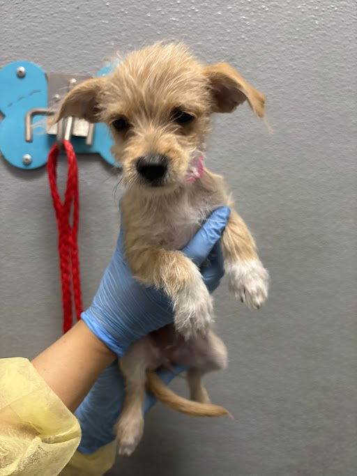adoptable Dog in Las Vegas, NV named *MUFFIN