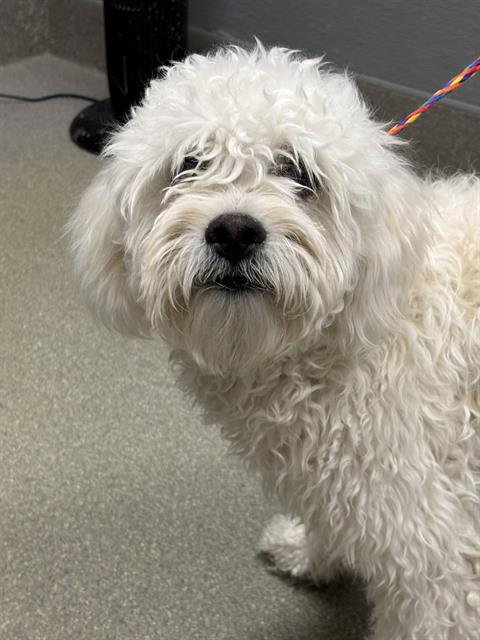 adoptable Dog in Las Vegas, NV named MILO