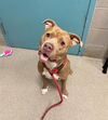adoptable Dog in  named *ORCHID