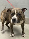 adoptable Dog in  named *GRANDMA BETTY