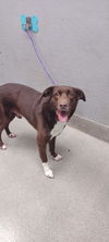 adoptable Dog in  named *THOMAS