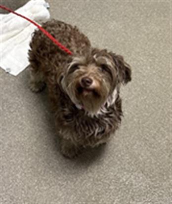 adoptable Dog in Las Vegas, NV named *TEDDY