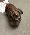 adoptable Dog in  named *TEDDY