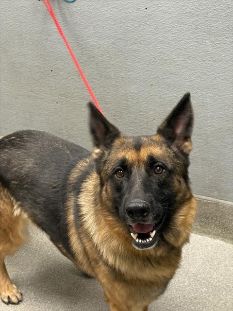 adoptable Dog in Las Vegas, NV named ARLO