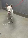 adoptable Dog in  named BABY GIRL