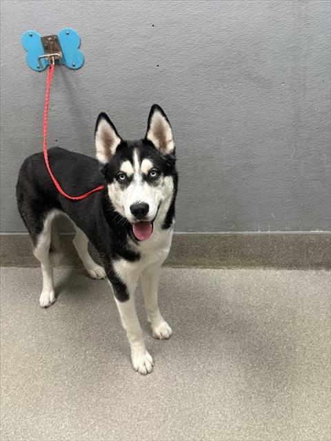 adoptable Dog in Las Vegas, NV named *FUZZY WUZZY BEAR