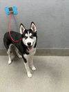 adoptable Dog in  named *FUZZY WUZZY BEAR