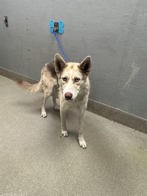 adoptable Dog in Las Vegas, NV named *PUMBAA