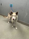 adoptable Dog in  named *PUMBAA