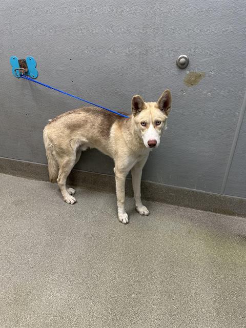 adoptable Dog in Las Vegas, NV named *TIMON