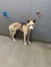 adoptable Dog in  named *TIMON
