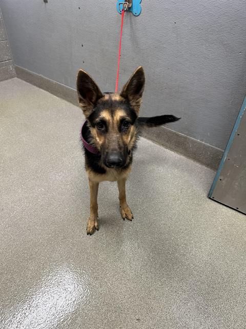adoptable Dog in Las Vegas, NV named PRINCESS