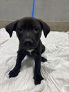 adoptable Dog in  named *JONATHAN