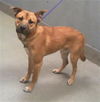 adoptable Dog in  named *SCOOBY DOO