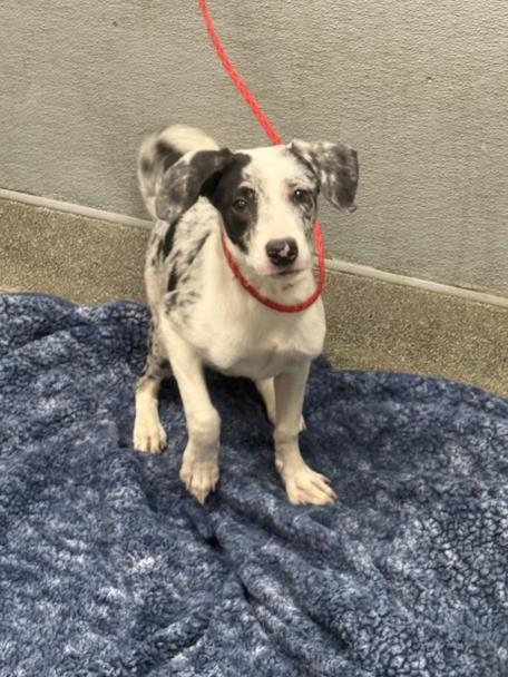 adoptable Dog in Las Vegas, NV named CRUELLA