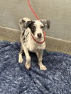 adoptable Dog in  named CRUELLA