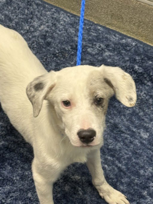 adoptable Dog in Las Vegas, NV named CHUNK