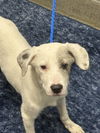 adoptable Dog in  named CHUNK