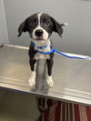 adoptable Dog in  named CROSBY