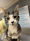 adoptable Cat in  named VENOM