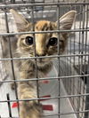 adoptable Cat in  named *HANIA RANI