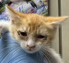 adoptable Cat in  named *JOHAN