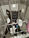 adoptable Dog in  named BELA NOVA