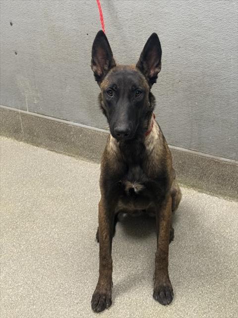 adoptable Dog in Las Vegas, NV named CHLOE