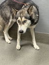 adoptable Dog in  named LOBO