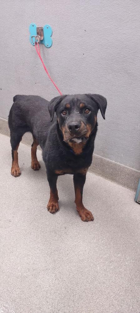adoptable Dog in Las Vegas, NV named GREY