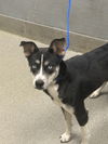 adoptable Dog in  named *PINKIE