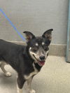 adoptable Dog in  named *SMALLS